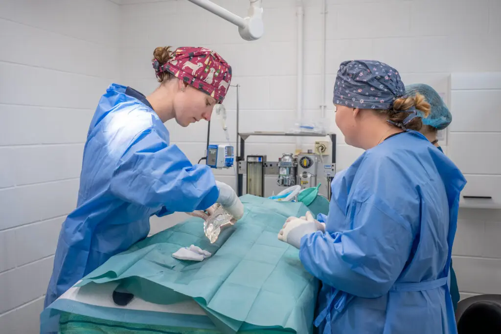 Small Animal - Donview Veterinary Centre (Web) 2026-MM 015