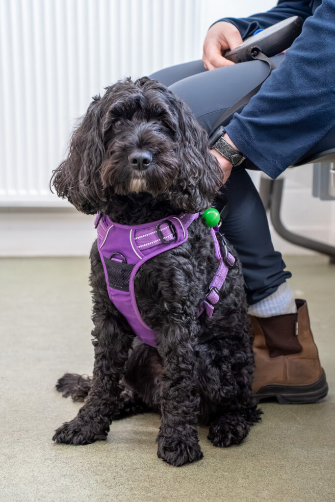 Small Animal - Donview Veterinary Centre (Web) 2026-MM 052